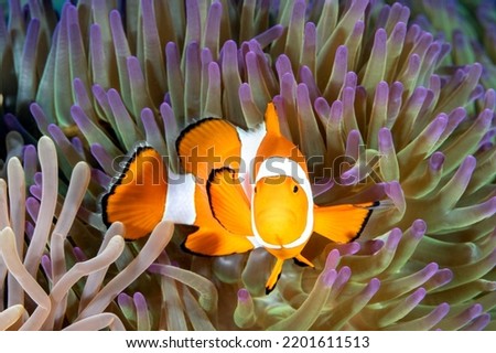False clown anemonefish, Amphiprion ocellaris, Raja Ampat Indonesia Royalty-Free Stock Photo #2201611513