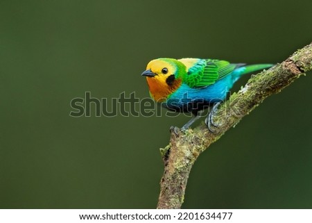 Multicoloured tanager (Chlorochrysa nitidissima) is a species of bird in the family Thraupidae. It is endemic to the mountains of Colombia, and as of 2010 has been categorized as vulnerable  Royalty-Free Stock Photo #2201634477