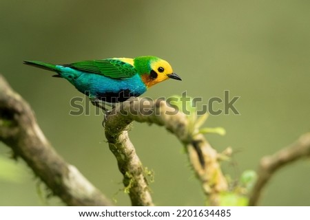 Multicoloured tanager (Chlorochrysa nitidissima) is a species of bird in the family Thraupidae. It is endemic to the mountains of Colombia, and as of 2010 has been categorized as vulnerable  Royalty-Free Stock Photo #2201634485