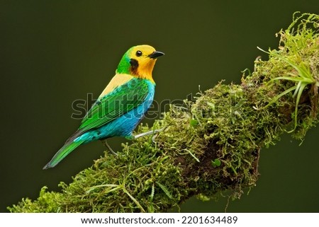 Multicoloured tanager (Chlorochrysa nitidissima) is a species of bird in the family Thraupidae. It is endemic to the mountains of Colombia, and as of 2010 has been categorized as vulnerable  Royalty-Free Stock Photo #2201634489
