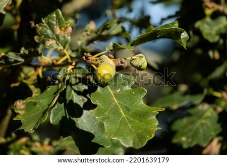 Each autumn the Sessile Oak produces a huge crop of acorns. They are valuable source of food for wildlife, especially squirrels and jays. Long used for many purposes oaks are now more valued alive