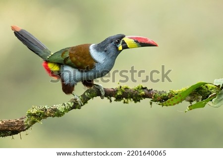 Grey-breasted mountain toucan (Andigena hypoglauca) is a species of bird in the family Ramphastidae found in humid highland forest, often at the tops of the trees, in the Andes of southern Colombia