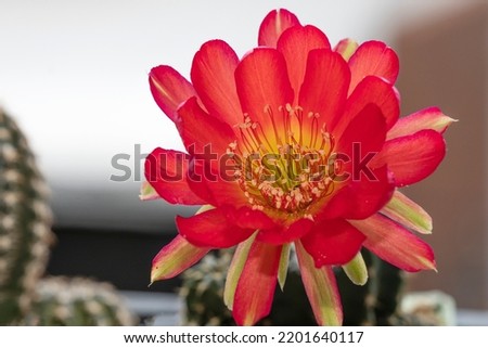 Blossom red lobivia flower cactus in spring natural background. Close up detail bright blooming fresh floral succulents cactus lobivia in garden stay home. Houseplant summer thorn succulents. Royalty-Free Stock Photo #2201640117