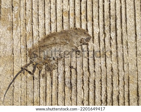 Photo of a rat carcass on striped concrete.