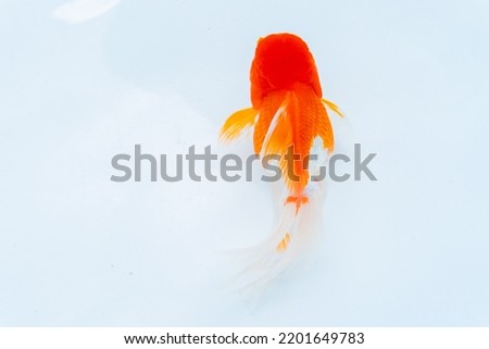 Goldfish swin isolate on white