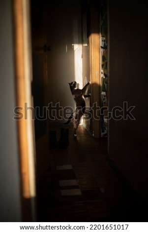 Cat in ray of light at home. Black cat in morning in apartment. Pet stands on its hind legs in hallway.