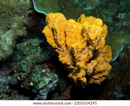 Stylotella aurantium sponge coral Boracay Island Philippines