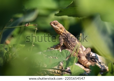 The European Agama lizard sits on a stone on green nature background
