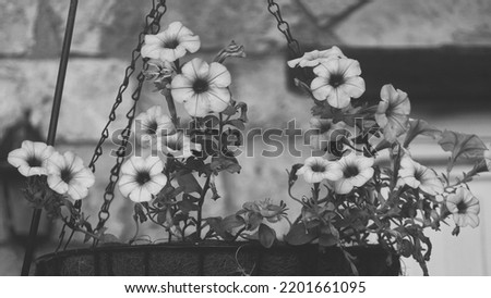 Surfinia Petunia Flower Hanging Basket. Black and white