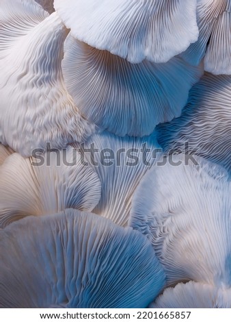 the texture of a beautiful pile of oyster mushrooms