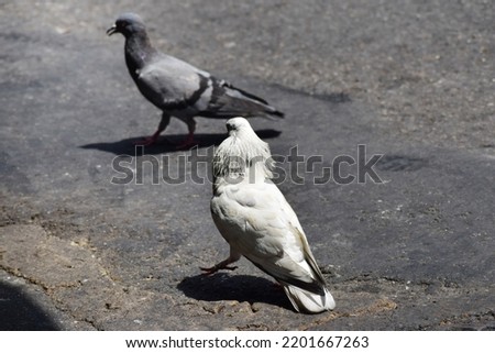 Pictures of birds in nature : Racing Pigeon (Columba livia domestica) Adult,rock pigeon, or common pigeon is a member of the bird family Columbidae, this bird is often simply.A female Feral is Pigeon 