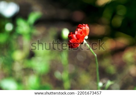 bright red poppy flower garden with lush petals on blurry gray background