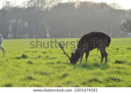 Picture of a deer eating.