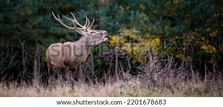 Majestic red deer stag in forest with big horn. Animal in nature habitat. Big mammal. Wildlife scene