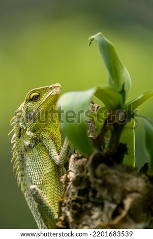 maned forest lizard, animal closeup 