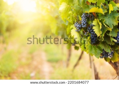 Black grape on vineyards background, winery at sunset,  banner