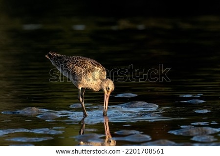 A marbled godwit fishing at Esquimalt Lagoon, Canada with its long beak grabbing fish from under the water