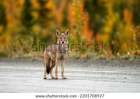 A wild coyote standing on a road in Yukon, Canada Royalty-Free Stock Photo #2201708927