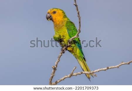 An adorable Brown-throated parakeet perched on tree branch on blue sky background