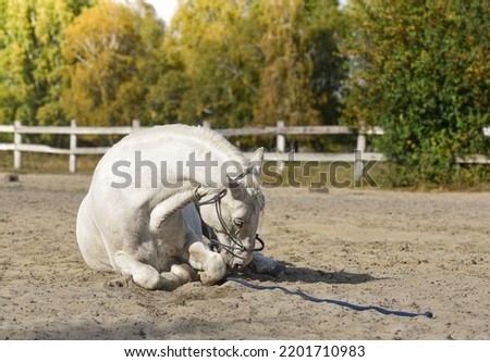 The white horse is lying, resting on the sand after training. Veterinary medicine. Royalty-Free Stock Photo #2201710983
