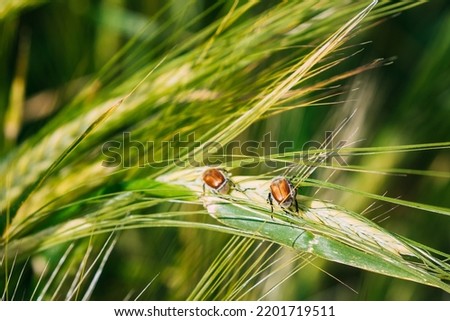 Insects Pest Of Agricultural Crops Grain Beetles On Wheat Ear On Background Of Wheat Field. Bread Beetle, Or Kuzka Anisoplia Austriaca Is Beetle Of Lamellar Family, Dangerous Pest Of Cereals. Royalty-Free Stock Photo #2201719511