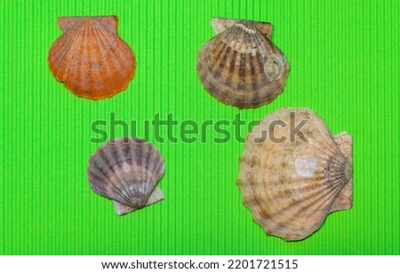 Seashells on the green background