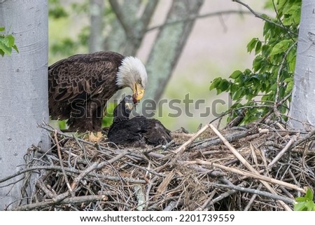A view of a beautiful bald eagle feeding babies on a tree