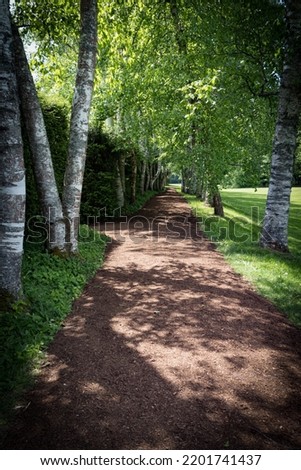 Birch tree lined path. Birch Allee, a double line of birch trees bordering the Bowling Green and Great Lawn at Saint Gaudens National Historical Park.
