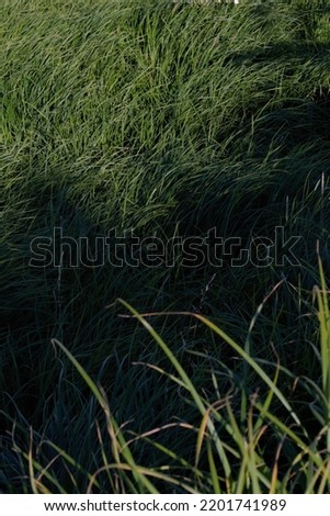 photo of amazing grass. green grass. ukrainian beatiful grass. beauty