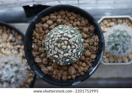 Cactus species Astrophytum  Asterias Hanazono. In a black plastic pot.