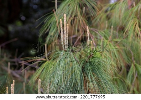 Close-up silky long needles of beautiful pine tree Pinus leiophylla schiede. Evergreen tree in sunny spring day in Arboretum Park Southern Cultures in Sirius Adler Sochi.