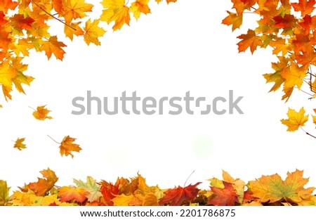 Leaf Frame. Autumn falling maple leaves isolated on white background. Fall  foliage.