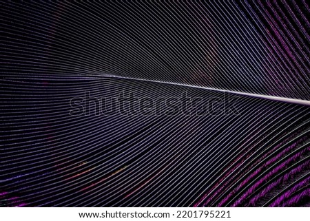 India, 24 July, 2022 : Beautiful macro abstract lines pattern texture natural background image concept, seamless pattern texture background, symmetry in nature, natural symmetry design. Royalty-Free Stock Photo #2201795221