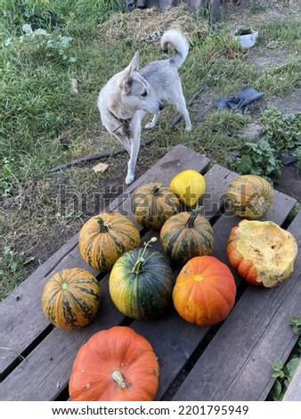 Dog and colorful pumpkins.  Dog examines pumpkin harvest