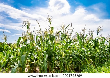 Photography to theme large beautiful harvest corn on maize field with natural leaves, photo consisting of big harvest long corn to maize field, many gaunt harvest corn at maize field, rural outdoor