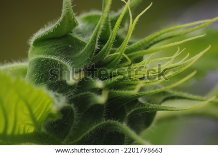 Color photo of the beauty of the birth of a flower, bud of an unknown plant.