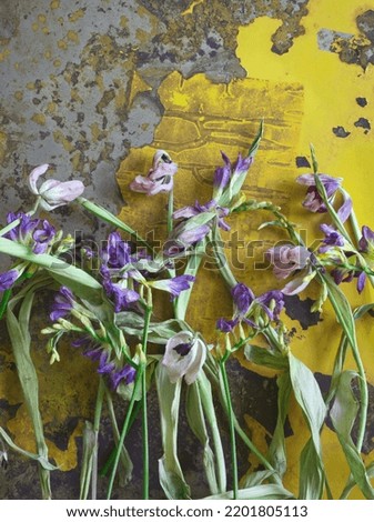 Vintage bunch of dried, wilted purple tulip flowers with dried leaves on rusty iron background. Minimal floral concept in natural colors. Bunch of spring flowers. Memento more concept, wither and fall