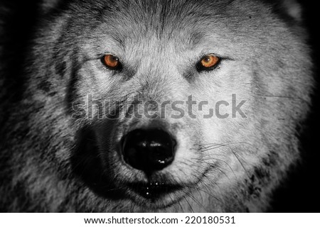 arctic wolf in detail black and white