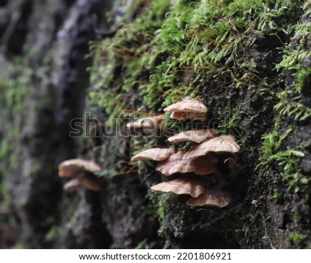 a small tree fungus that thrives on dry coconut tree trunks. Royalty-Free Stock Photo #2201806921