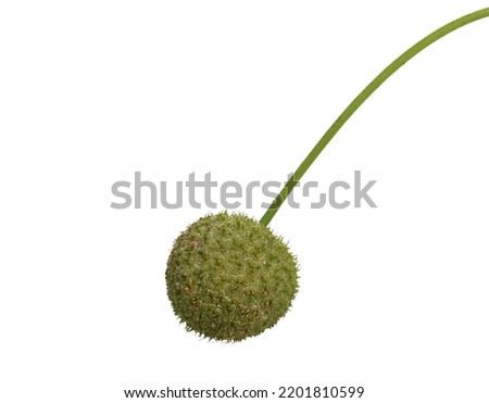 Plane tree, sycamore leaf and seed pod isolated on white  Royalty-Free Stock Photo #2201810599