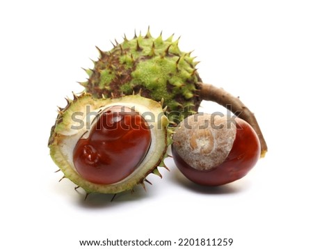 Green chestnuts, conker tree fruits isolated on white 