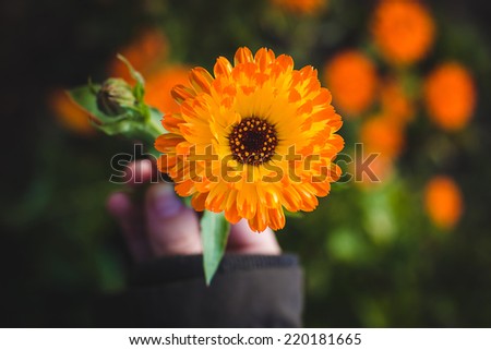 Calendula flower holding in hand