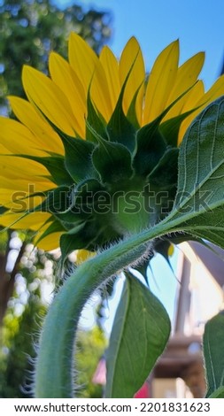 Tall sunflowers pictured over head