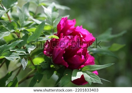 burgundy tree peony flower on blurred background