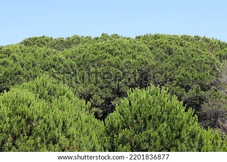 thick green foliage of the MARITIME PINE type trees without people Royalty-Free Stock Photo #2201836877