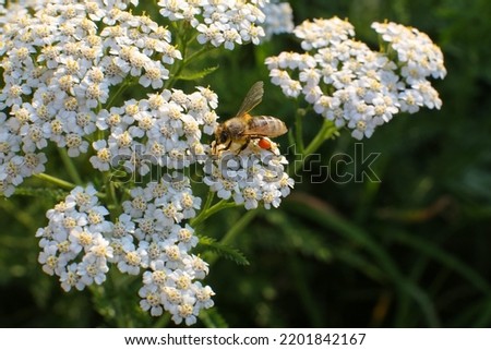 Floral blurred background, bee collects honey on yarrow flowers Royalty-Free Stock Photo #2201842167