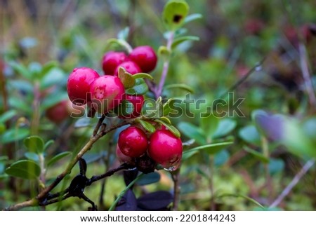 Lingonberries in the autumn forest