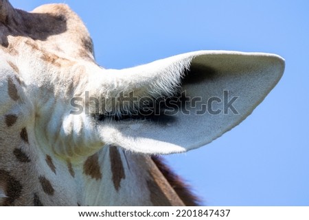 close up of a giraffe's ear