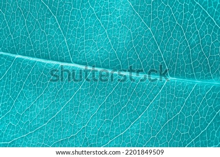 Macro leaf texture turquoise colorized with beautiful relief facture of plant, close up macro photo. Blue green relief texture of leaf, detailed nature background, fresh pure nature concept