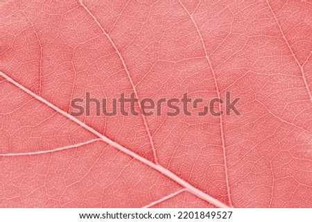 Macro leaf texture pink red colorized with beautiful relief facture of plant, close up macro photo. Velvet relief texture of leaf, detailed nature background, fresh pure nature concept Royalty-Free Stock Photo #2201849527